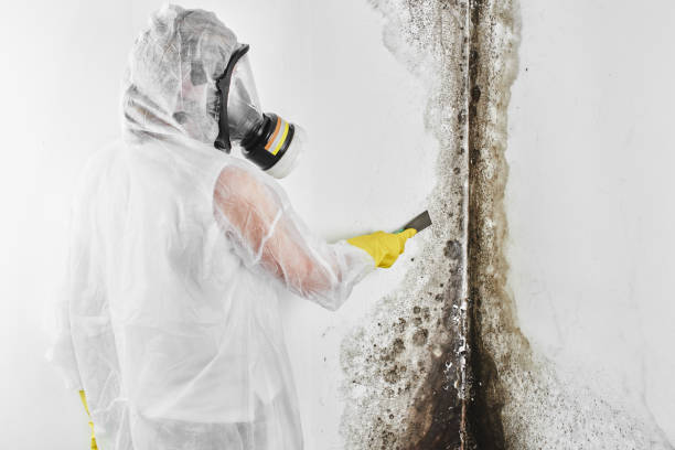 Best Mold Remediation  in Harbor Bluffs, FL