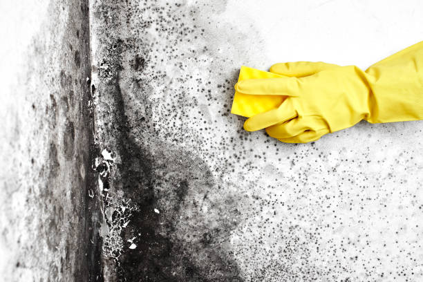 Best Commercial Mold Removal  in Harbor Bluffs, FL