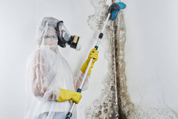Mold Removal Process in Harbor Bluffs, FL