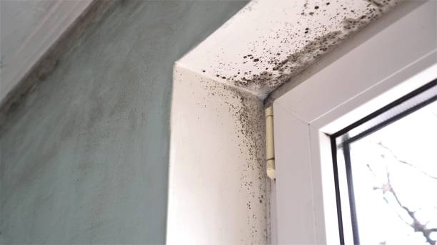 Trusted Harbor Bluffs, FL Mold Removal Experts