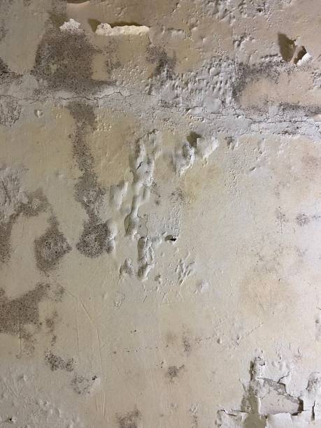 Best Mold Removal Company Near Me  in Harbor Bluffs, FL