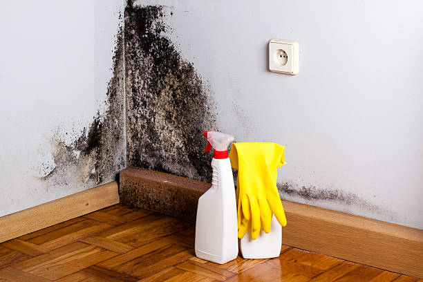 Best Certified Mold Removal  in Harbor Bluffs, FL