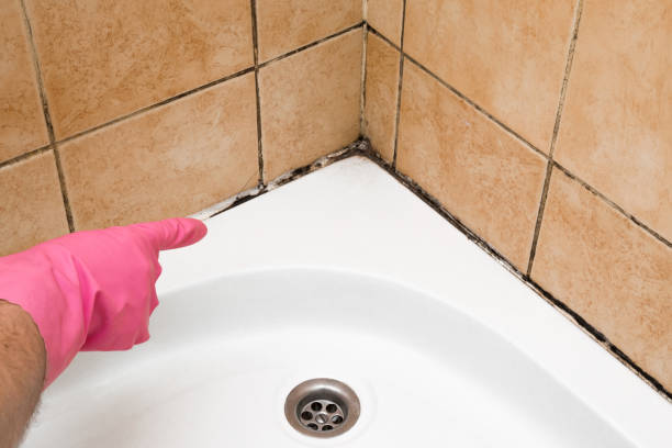 Best Black Mold Removal  in Harbor Bluffs, FL