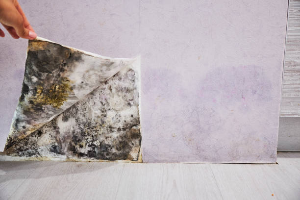 Best Home Mold Removal  in Harbor Bluffs, FL